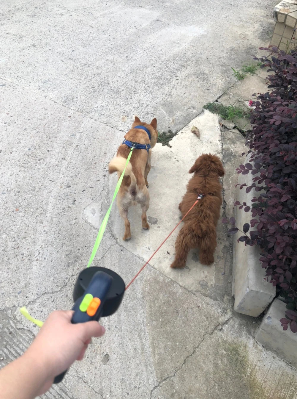 FreeWalk™ Duo Automatic Retractable Dog Leash